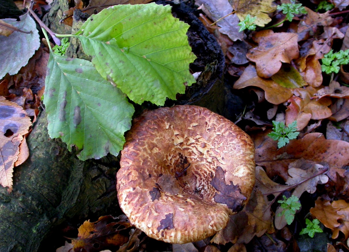 Paxillus filamentosus